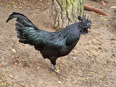 csm_Ayam_cemani_Huehner_103cc68060