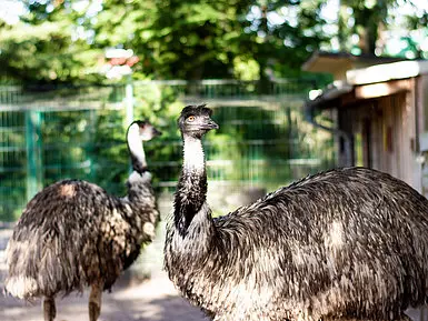 csm_Emu_0098f5710b