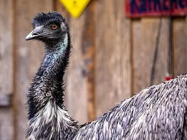 csm_Emu_2022_0cf3f29ff3