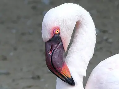 csm_Flamingo_fb6d15b36e