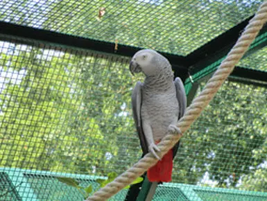 csm_Graupapagei_-_Psittacus_erithacus_343a6c12e5