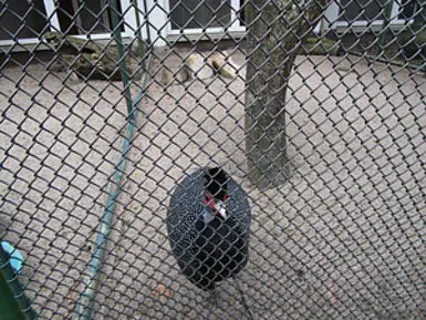 csm_Kra__uselhauben-Perlhuhn_-_Guttera_pucherani_042c989898