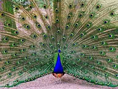 csm_Pfau_Kopie_f94d5842bb
