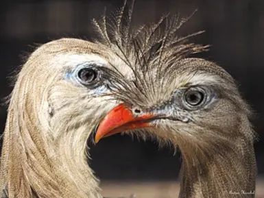 csm_Rotfussseriema_-_Cariama_cristata_bc78b399c6