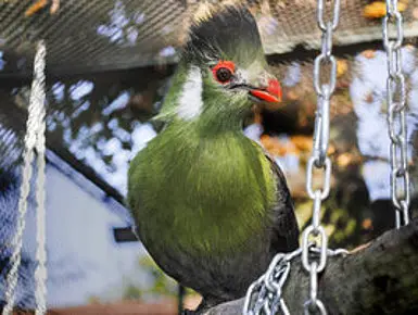 csm_Weissohrturako_-_Tauraco_leucotis_7d851544fb