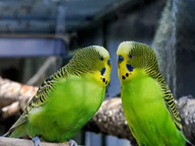 csm_Wellensittich_-_Melopsittacus_undulatus_8c2a6aab07