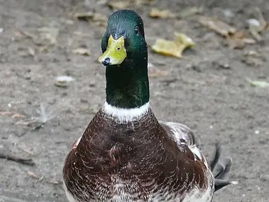 csm_Zwergstockente2_0855ab8e52