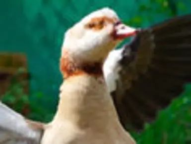 csm_csm_A._Herschel_-_Nilgans_7ddf955c76_a7071d100a