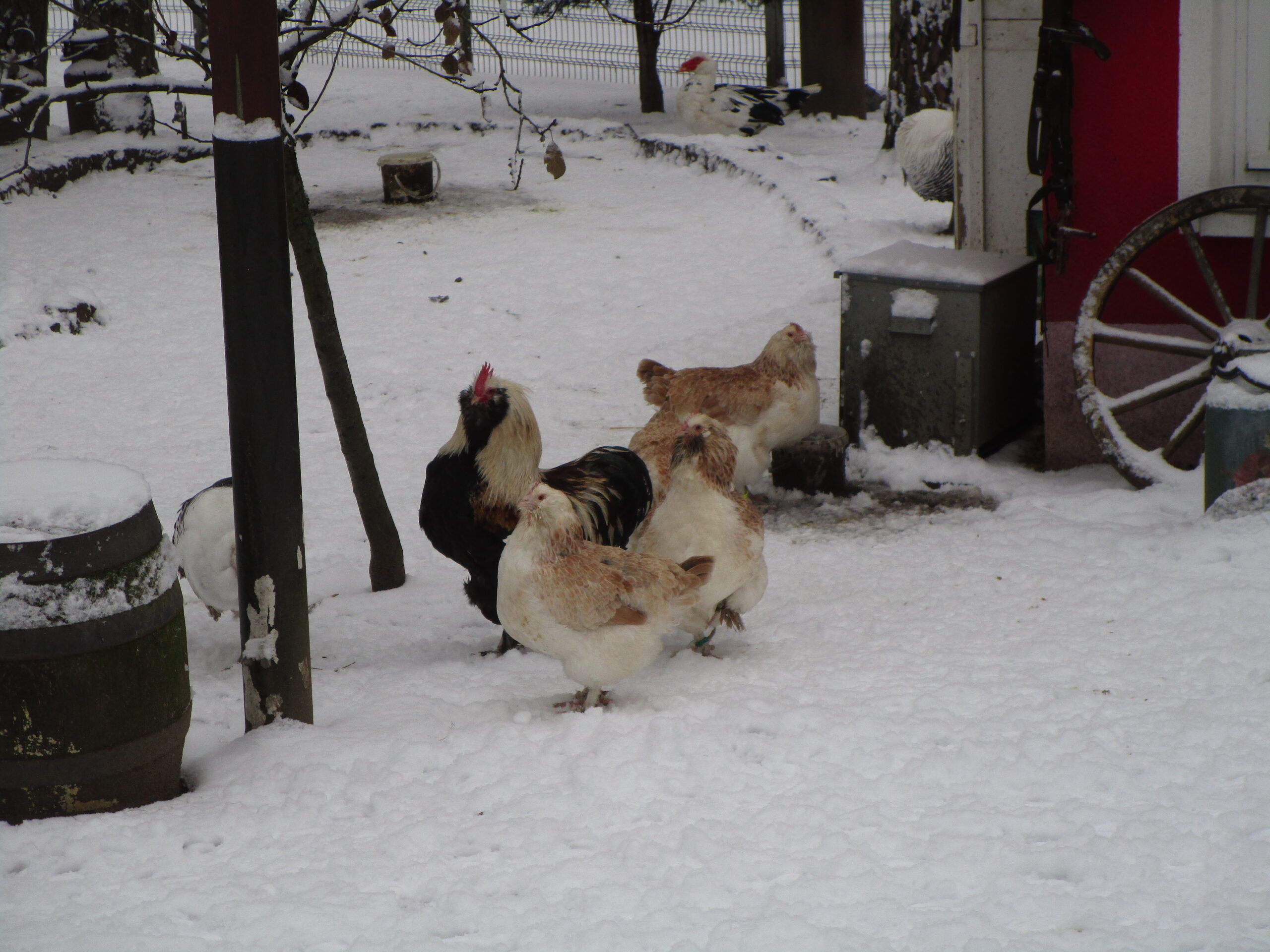 Lachshuhn Winter
