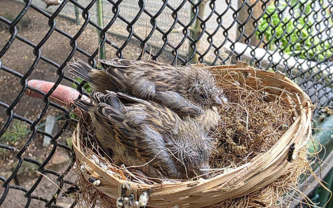 Nachwuchs im Vogelpark