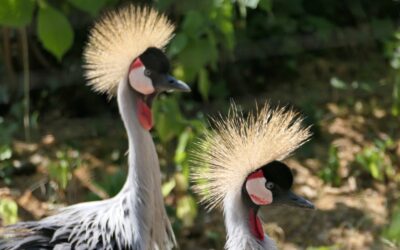 Kronenkranich ist „Zootier des Jahres 2026“ – Besuch vom HR Fernsehen