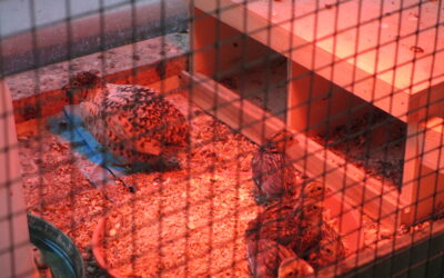 Nachwuchs im Vogelpark